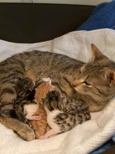 Mother and kittens