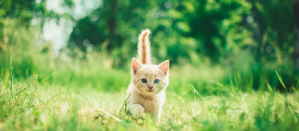 kitten-green