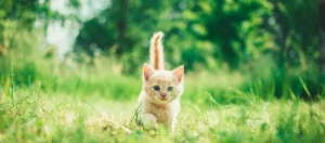 kitten-green
