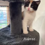 aubree1