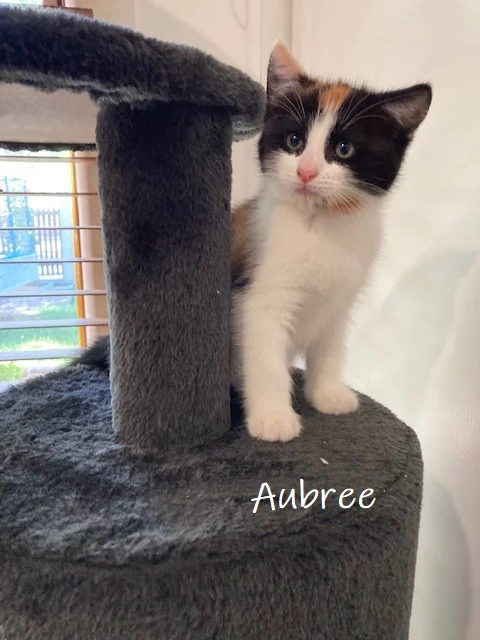 aubree1
