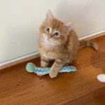 gus 1