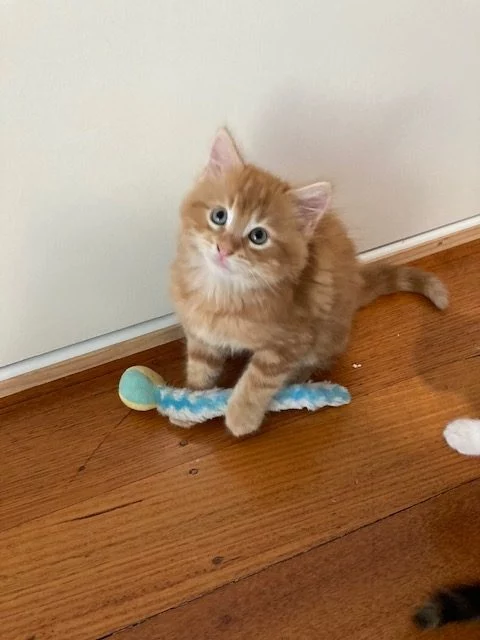 gus 1