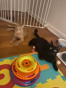 Rufus and Everest-4