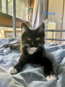 timmy