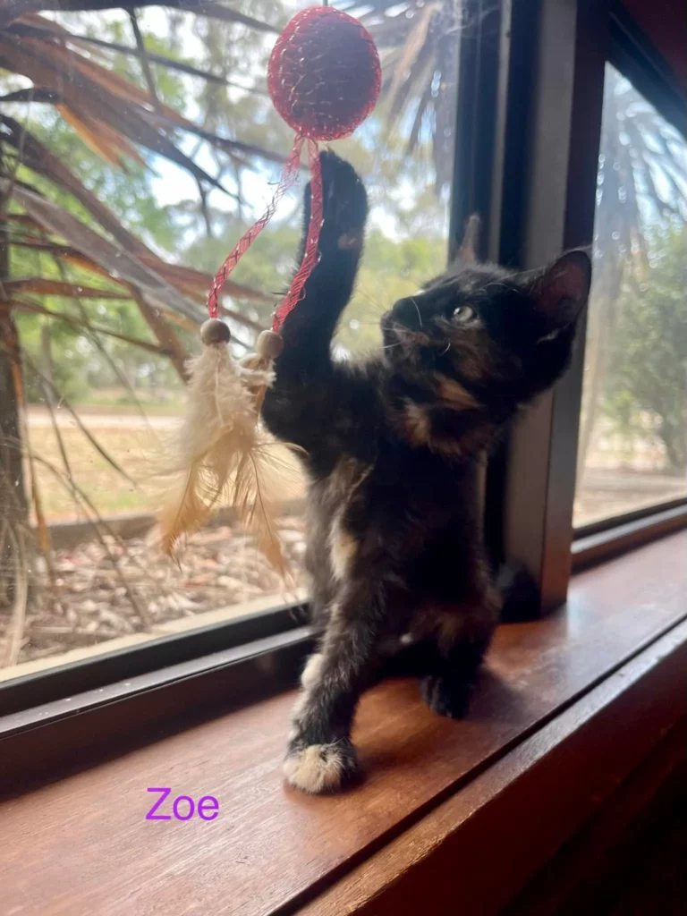 zoe