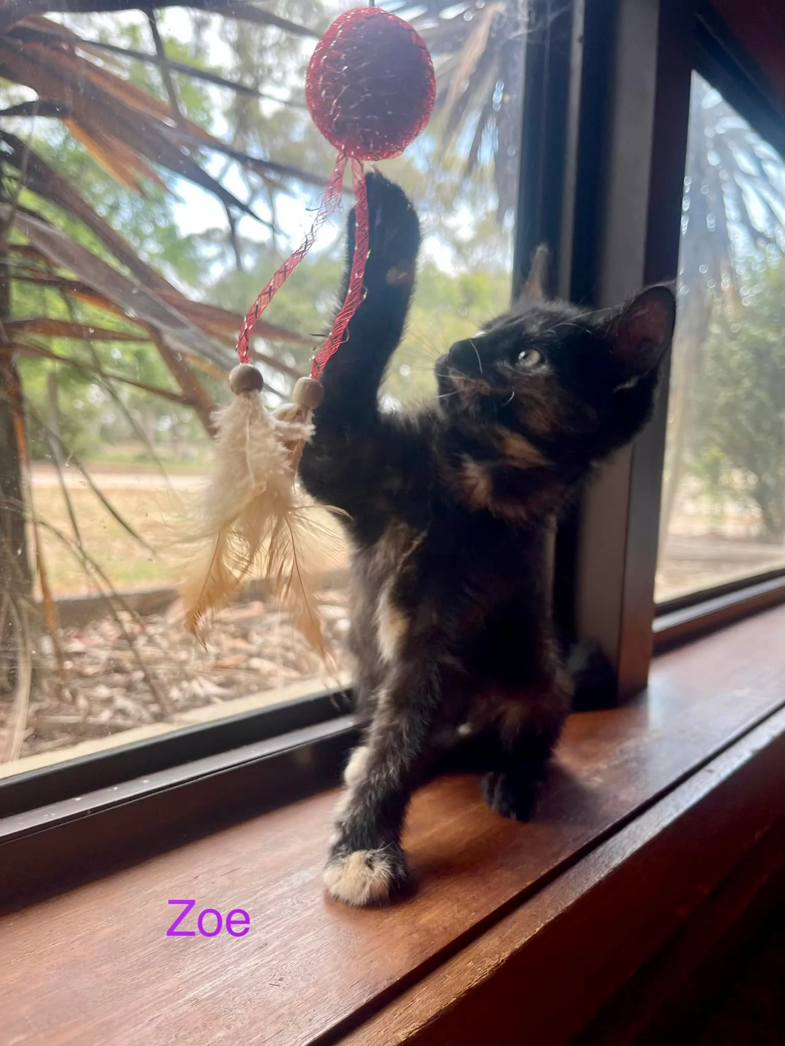 zoe