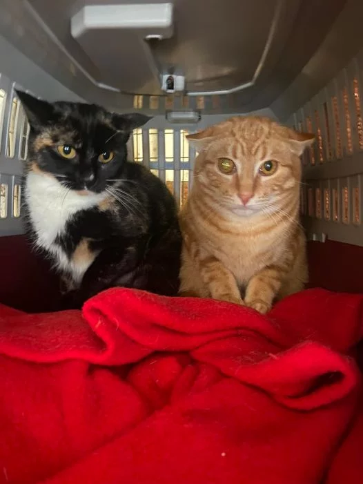 Shadow and Simba