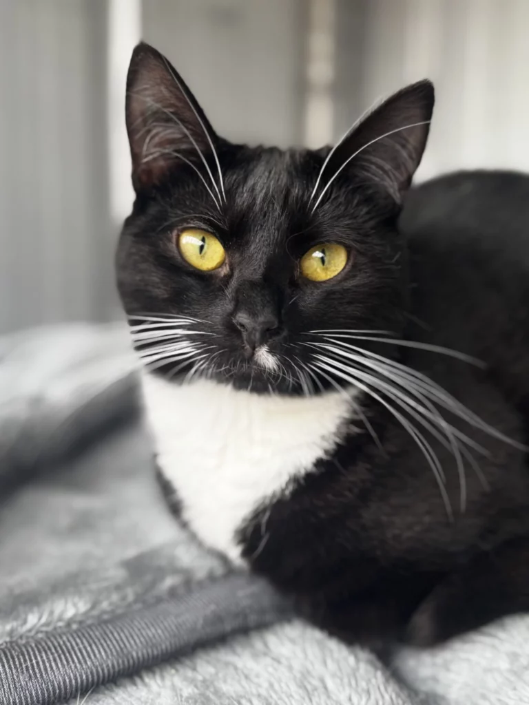 Josie