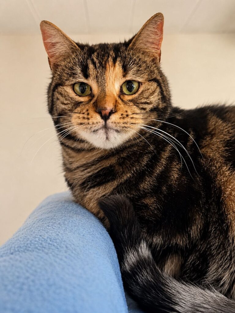 Violet Adopt a cat