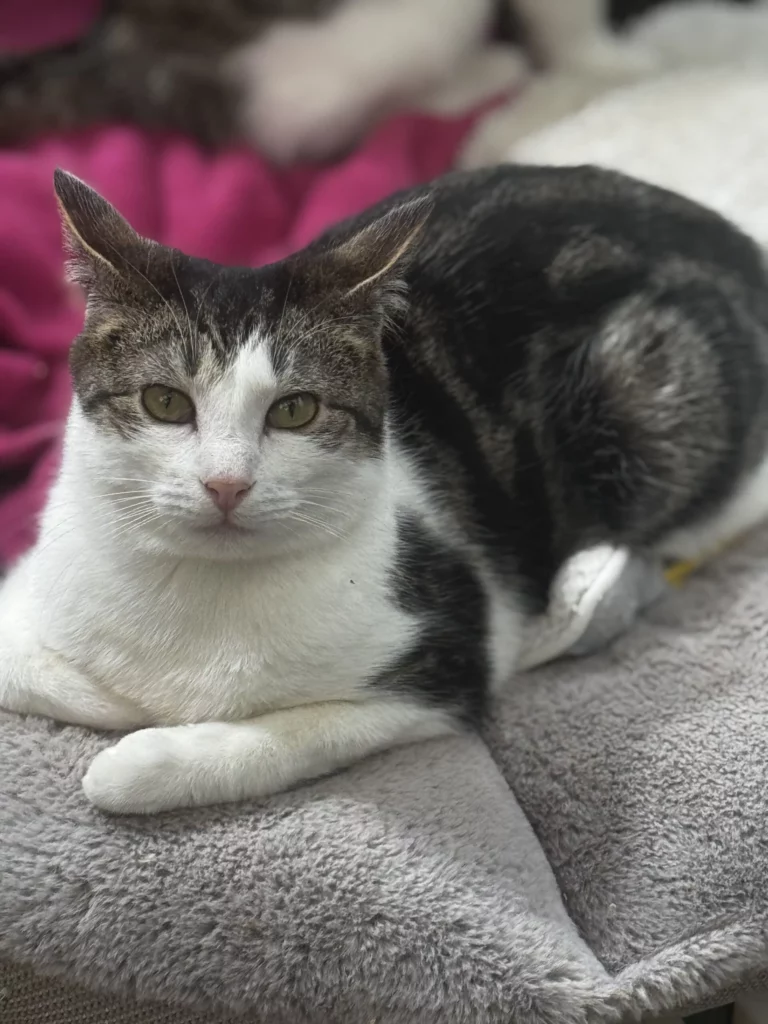 cat for adoption