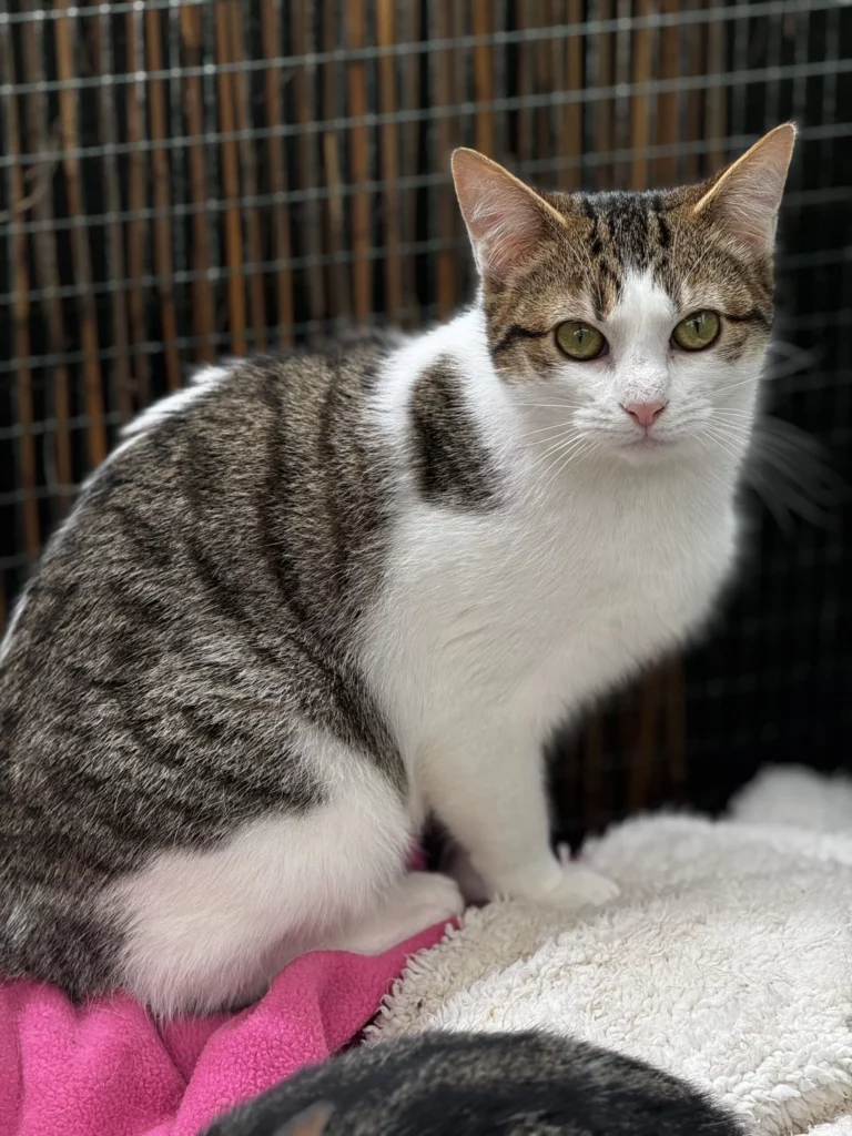 cat for adoption