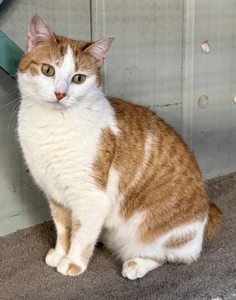 ready for adoption