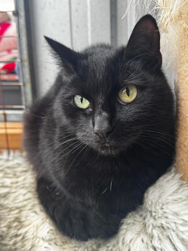Gemma