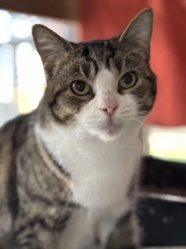cat for adoption