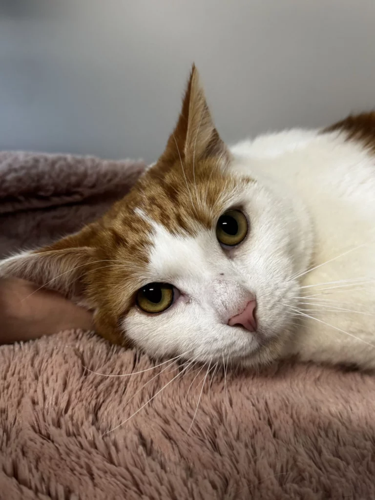 cat for adoption