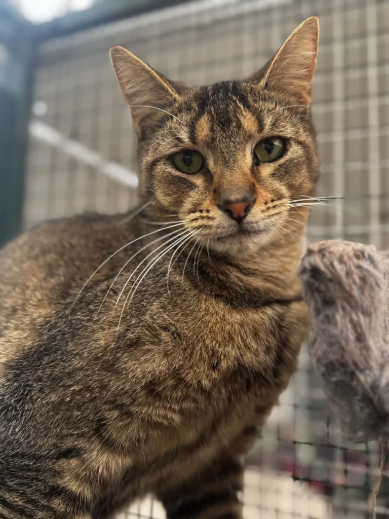 cat for adoption