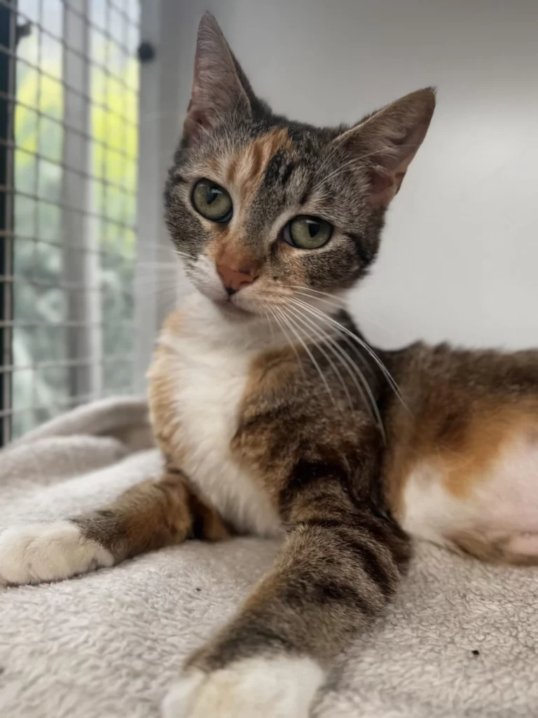 cat for adoption
