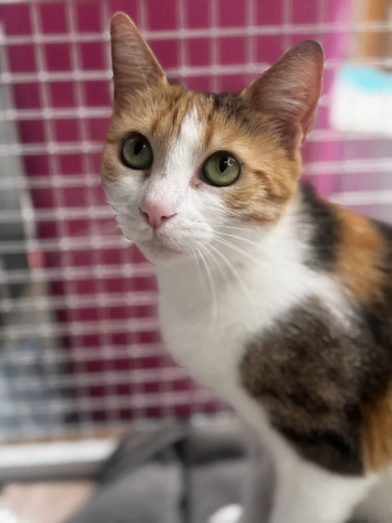Tully adopt a cat