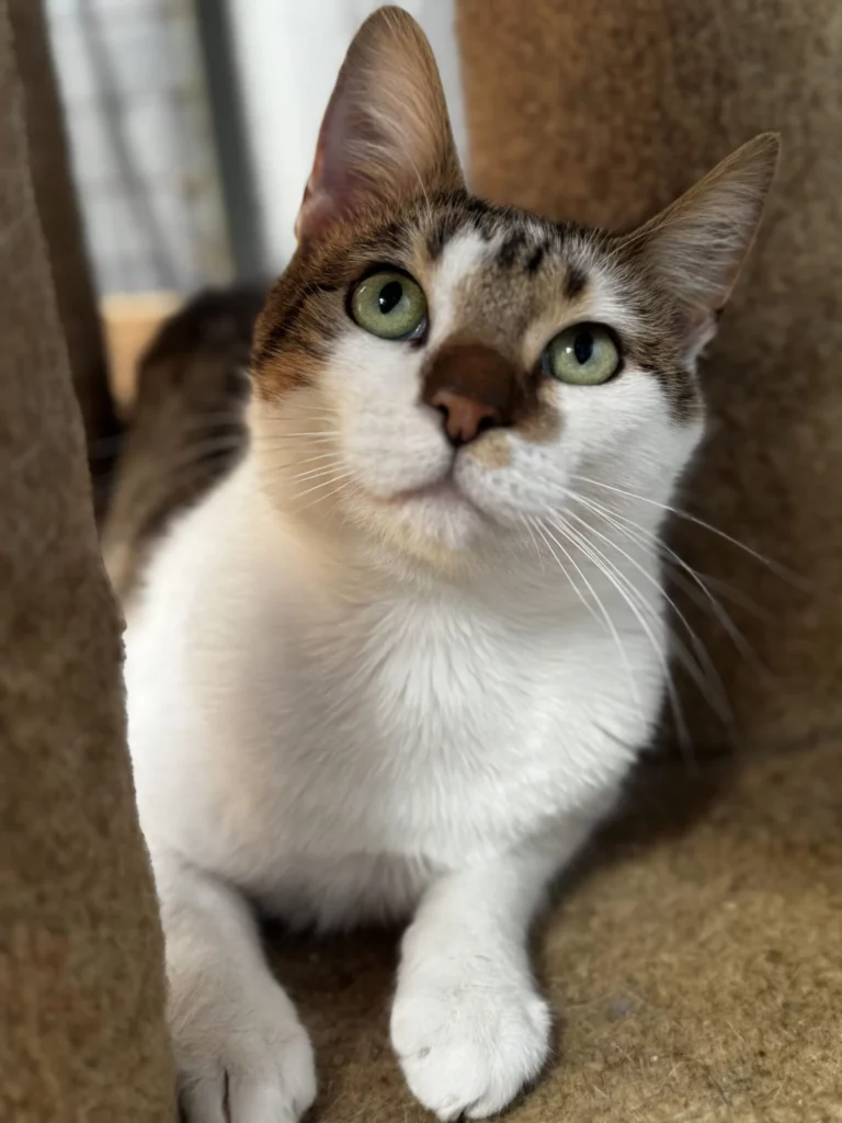 Arrow adopt a cat