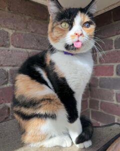Spring Adopt a cat