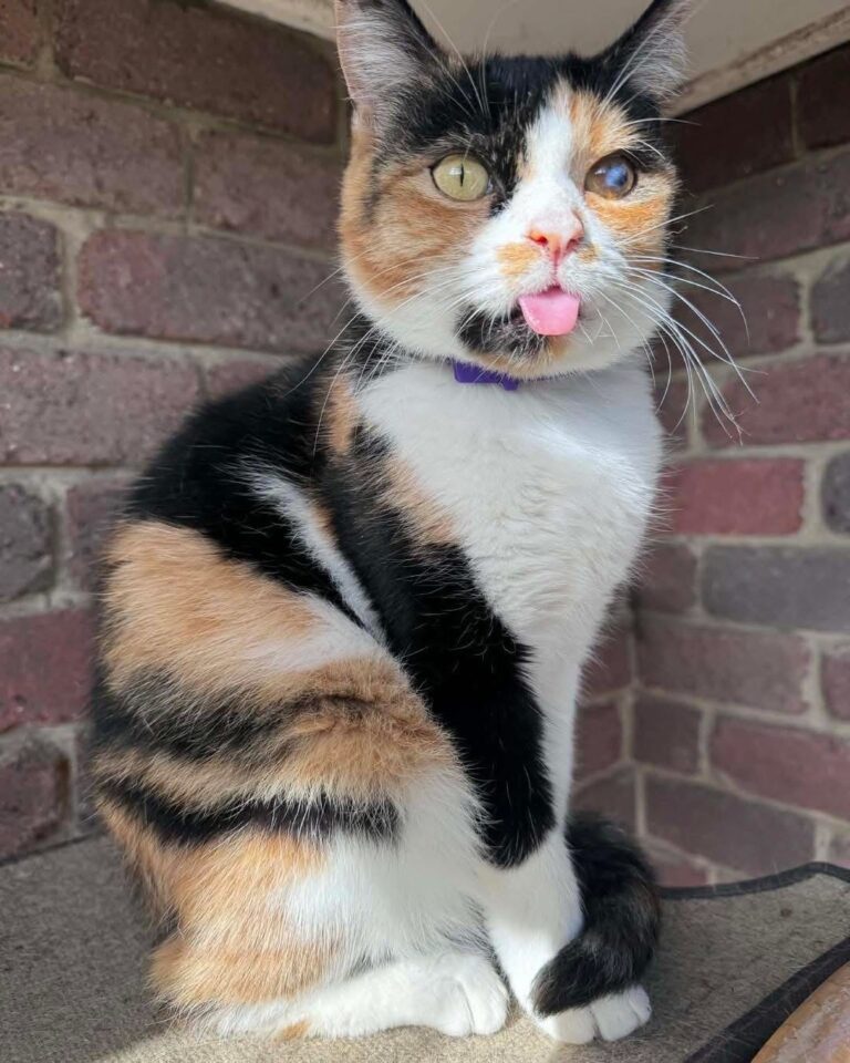 Spring Adopt a cat