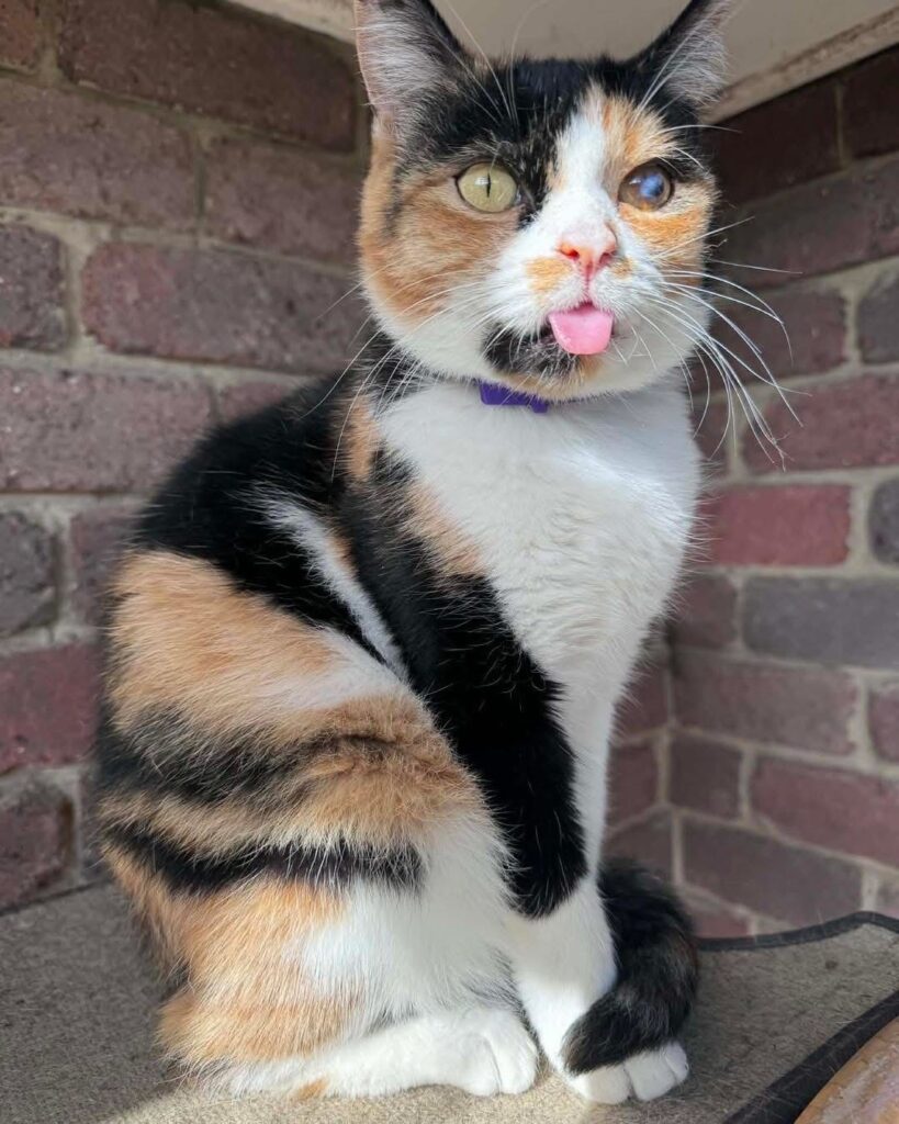 Spring Adopt a cat
