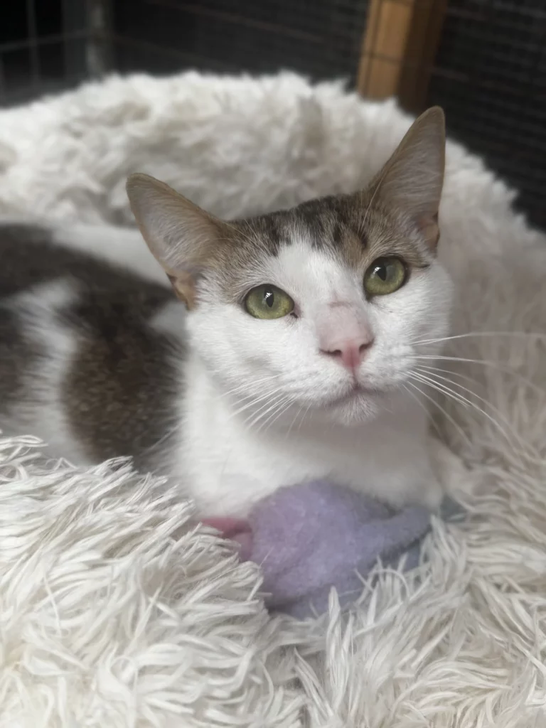 ready for adoption