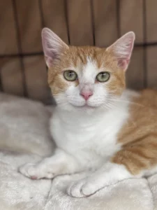 Alba adopt a cat