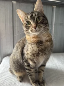 Emmy Adopt a Cat