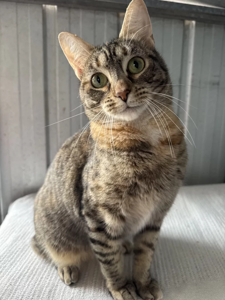 Emmy Adopt a Cat