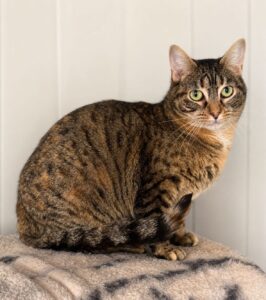 Emmy Adopt a cat