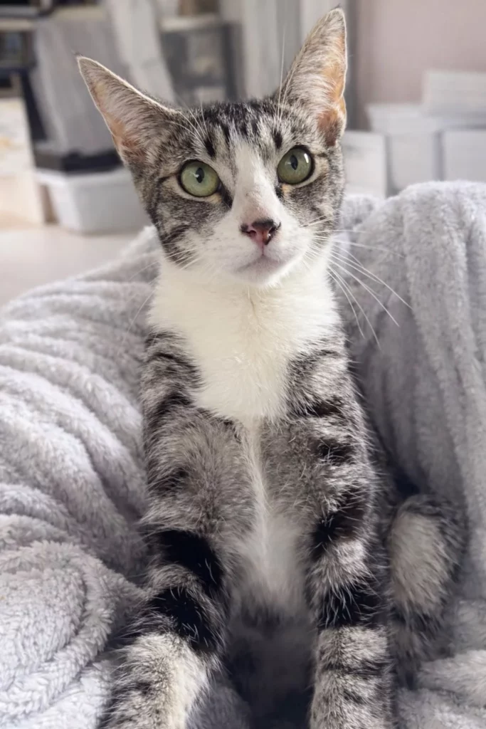 Hyatt Adopt a cat