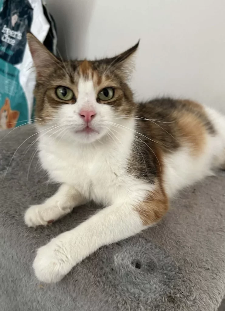Millicent Adopt a cat