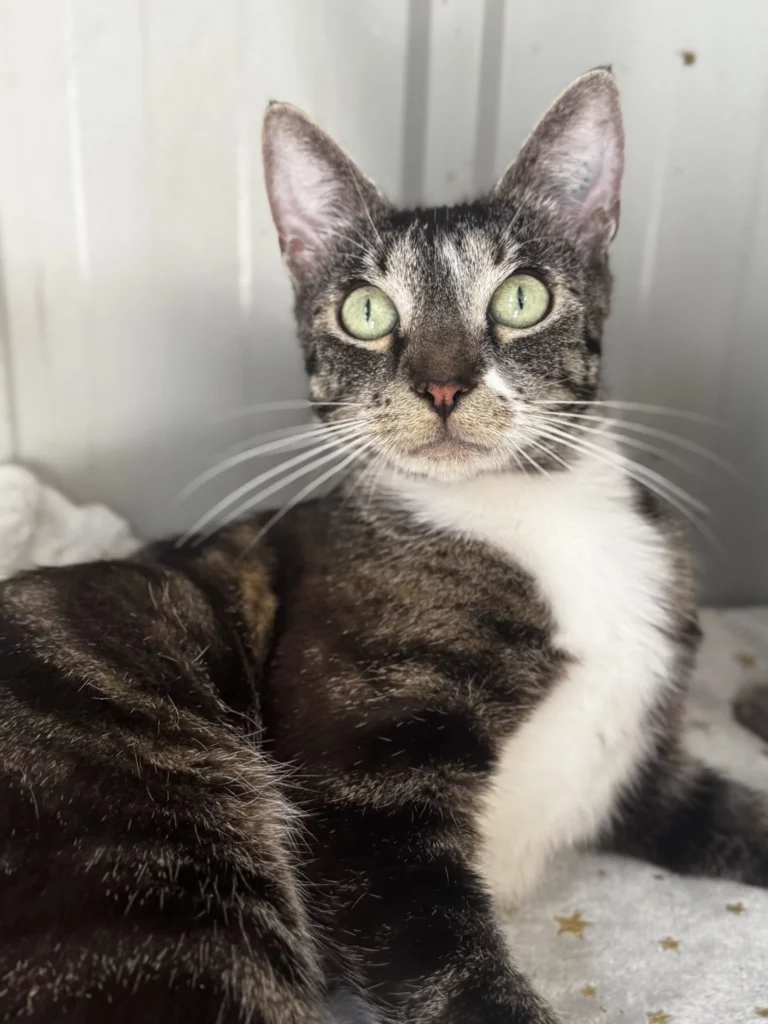 Willow Adopt a cat
