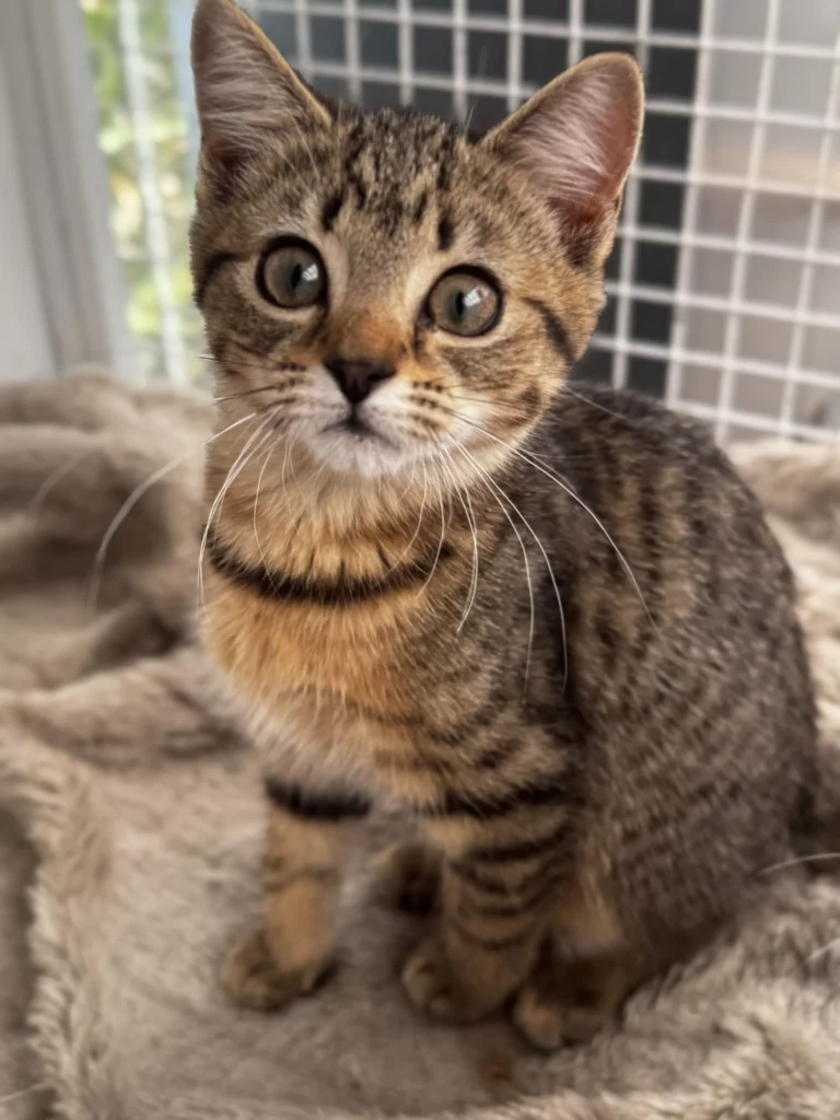 Sadie Adopt a cat