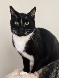 Joey Adopt a cat