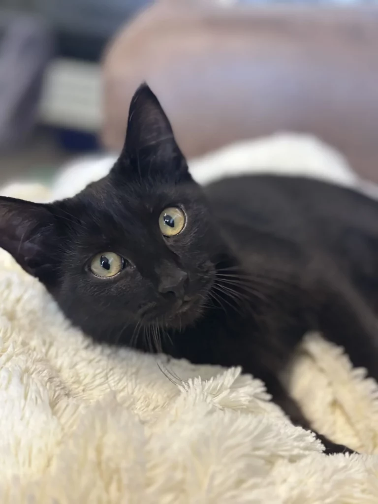 Mindy Adopt a pet
