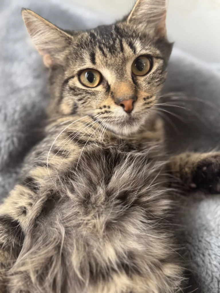 Piper Adopt a cat