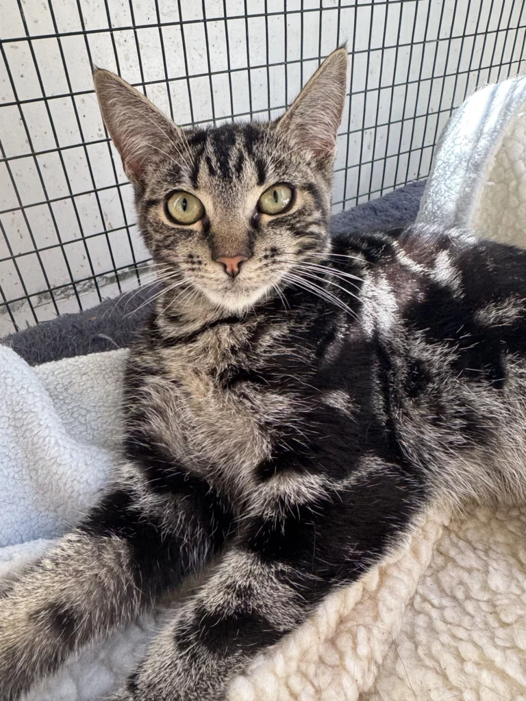 Stella Adopt a cat