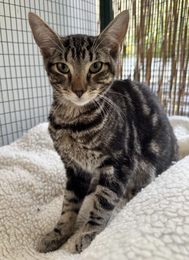 Windsor adopt a cat