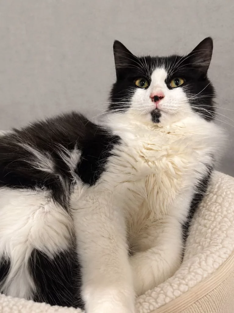 Cruz Adopt a cat