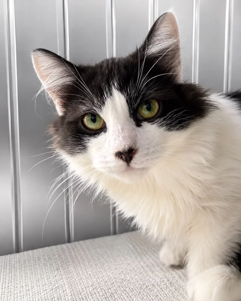 Haydes Adopt a cat