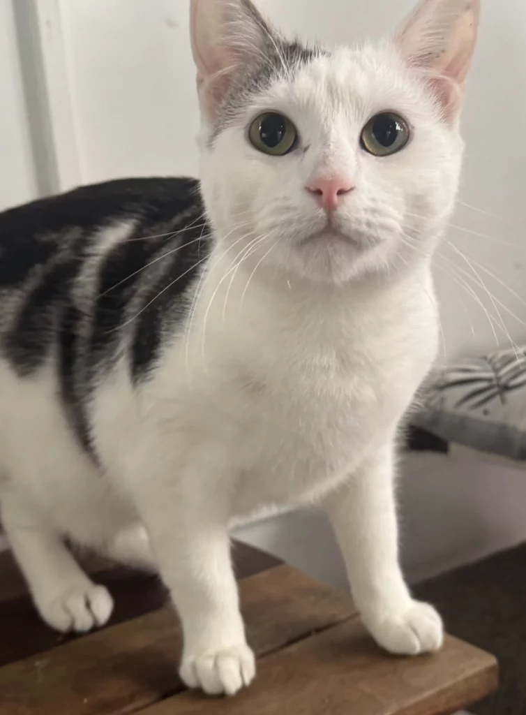 Tristan Adopt a Cat