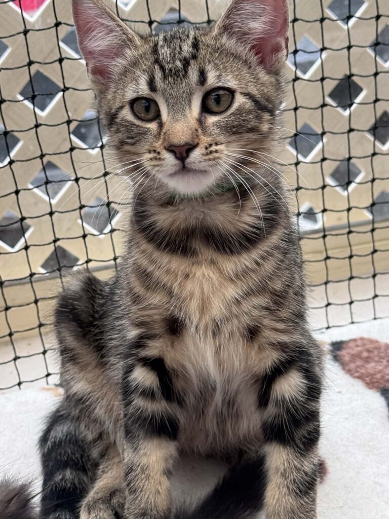 Chippa Adopt a cat