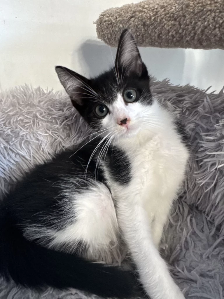 Hugo Adopt a cat