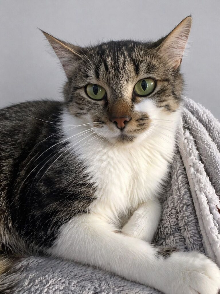 Whimsy Adopt a cat