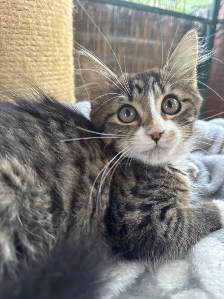 Haven Adopt a cat