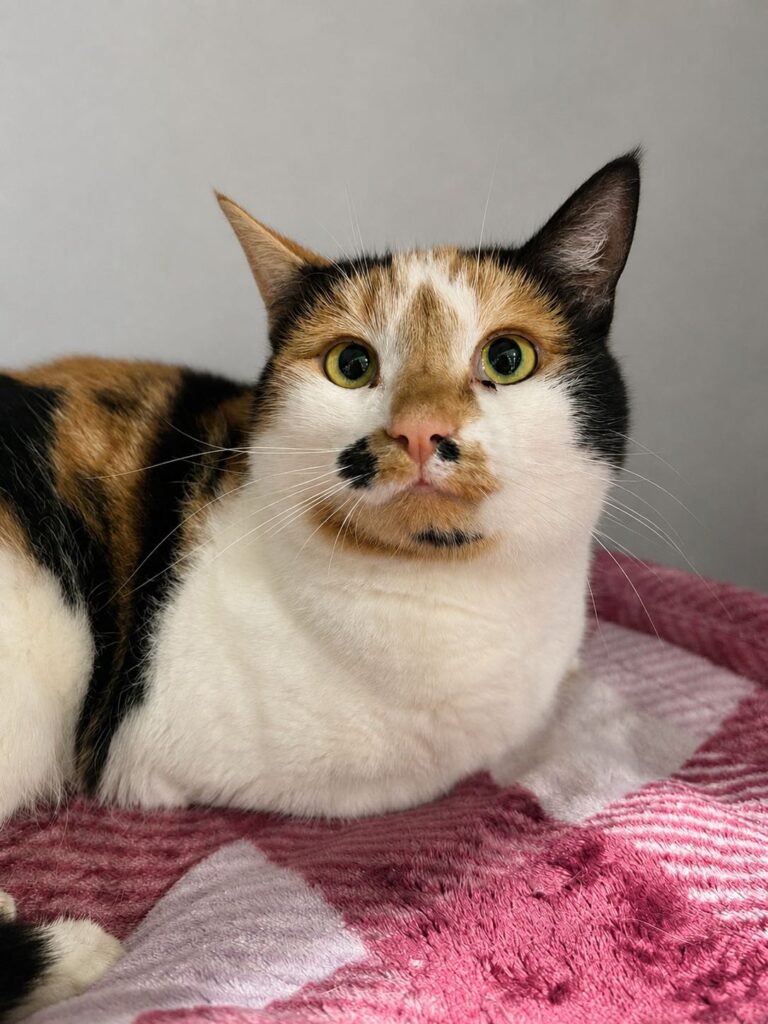 Tuesday Adopt a cat