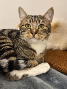Zeus Adopt a cat